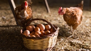 hasır sepette kahverengi köy yumurtaları ve iki adet kahverengi tavuk
