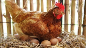 kahverengi bir tavuk beş kahverengi yumurta üzerinde kuluçkada