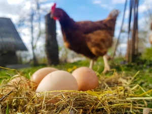 üç adet kahverengi köy yumurtası ve bir tavuk