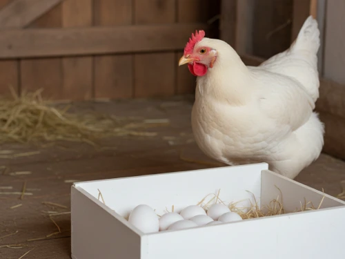 ligorin tavuk yumurtası beyaz